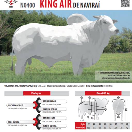 Touro Nelore King Air de Naviraí (N0400)
