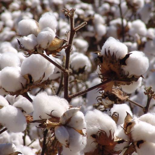 TINTURA DE ALGODOEIRO - PANIZZA