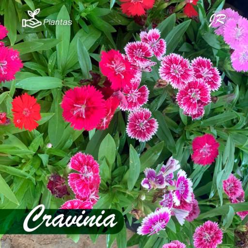 Comprar o produto de Planta Cravinia em Plantas pela empresa JR Gramas & Paisagismo em Americana, SP por Solutudo