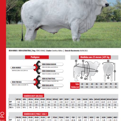 Touro Nelore Rem Maverick (N0198)