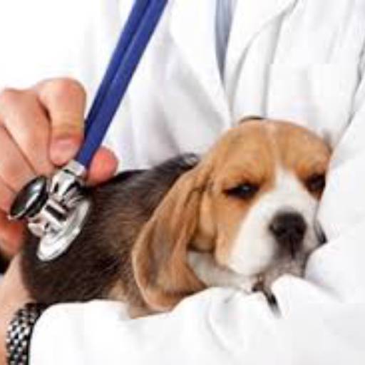 Veterinário 