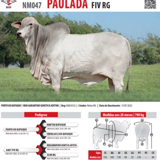 Touro Nelore Paulada FIV RG (NM047)