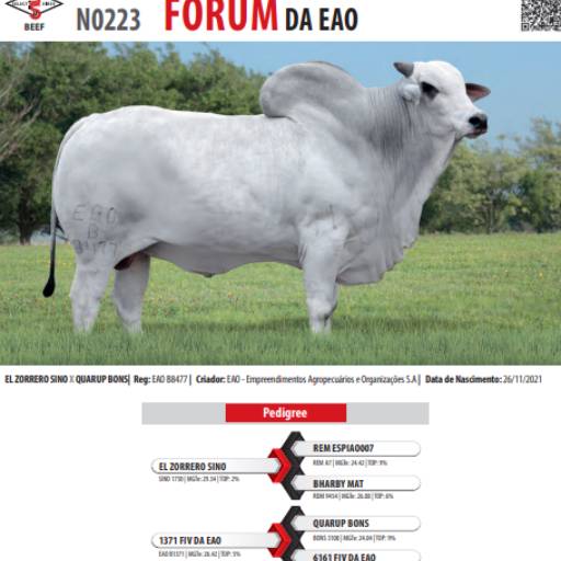 Touro Nelore Fórum da EAO (N0223)