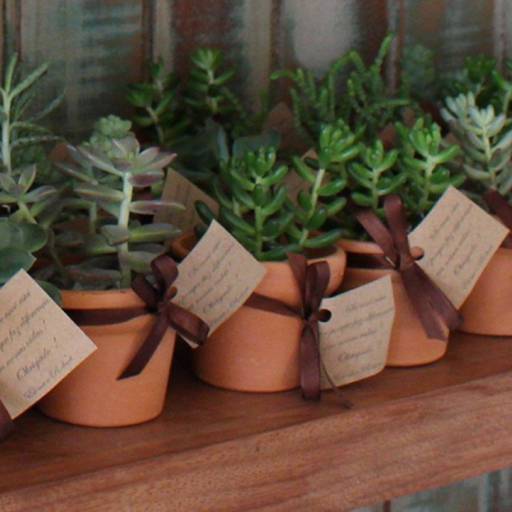 Plantas Suculentas  em Americana, SP por JR Gramas & Paisagismo