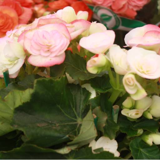 Begônia  por Botucatu Garden