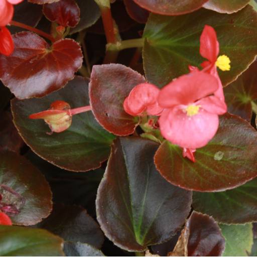 Begônia  por Botucatu Garden