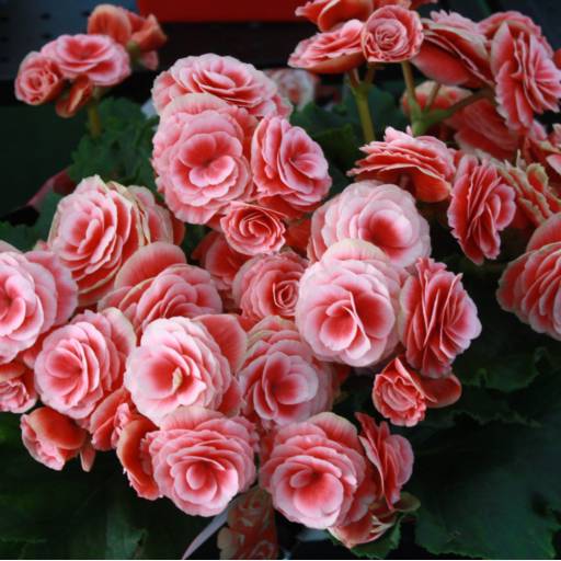 Begônia  por Botucatu Garden