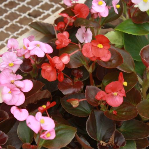 Begônia  por Botucatu Garden