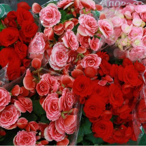 Begônia  por Botucatu Garden