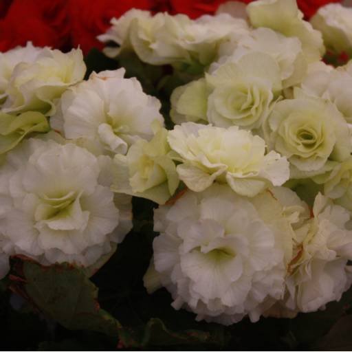 Begônia  por Botucatu Garden