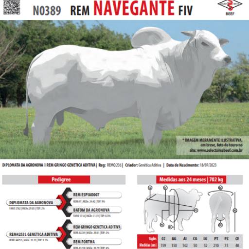 Touro Nelore Rem Navegante FIV (N0389)