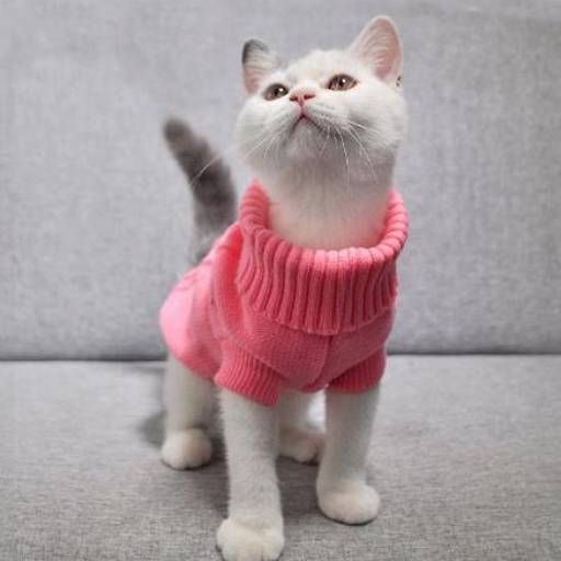 Roupinhas para Gatos por Agropecuária Lukan Casa de Ração, Pet Shop, Produtos Veterinários e Agrícolas