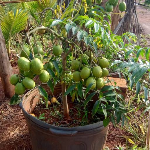 Mudas Frutíferas de Qualidade – Souza Jardinagem em Santa Cruz do Rio Pardo