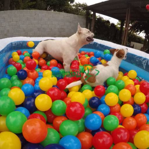 Creche (day care) em Jundiaí, SP por Hundeparadies Hospedagem e Recreação para Cães