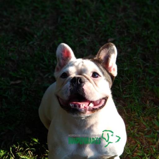 Daycare (creche para cães) por HUNDEPARADIES DAYCARE CANINO