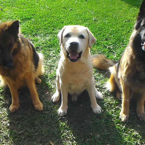 Daycare (creche para cães) por HUNDEPARADIES DAYCARE CANINO