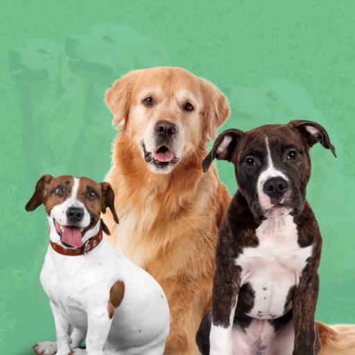 Comprar o produto de Daycare (creche para cães) em Hotel e Canil pela empresa Hundeparadies - Daycare para Cães em Jundiaí, SP por Solutudo