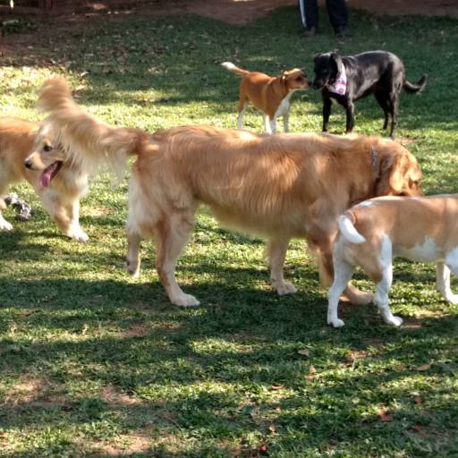 Creche (day care) em Jundiaí, SP por Hundeparadies Hospedagem e Recreação para Cães
