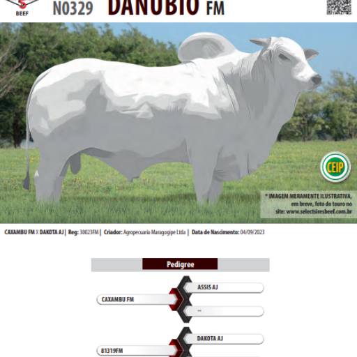 Touro Nelore Danúbio FM (N0329)