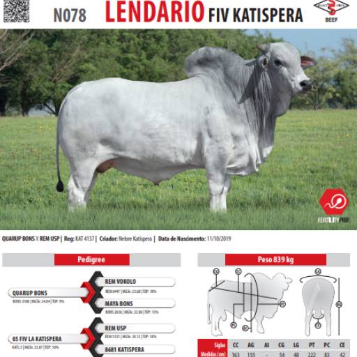 Touro Nelore Lendário FIV Katispera (N078)