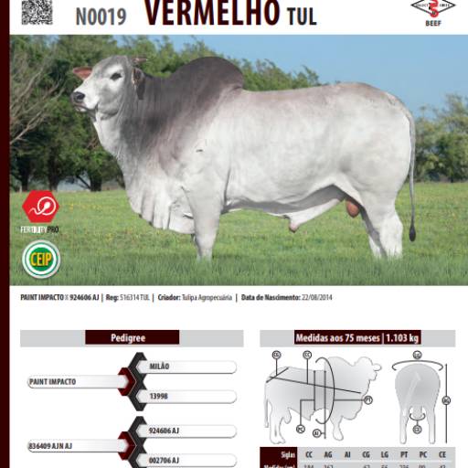 Touro Nelore Vermelho TUL (N0019)