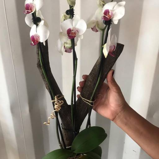 Orquídeas no Tronco em Americana, SP por Ferro & Flor Decoração e Paisagismo 