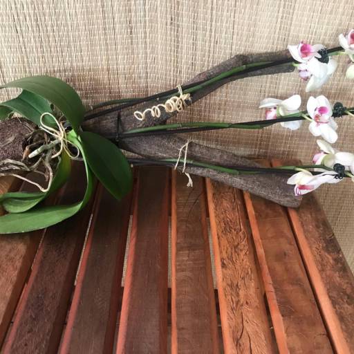 Orquídeas no Tronco