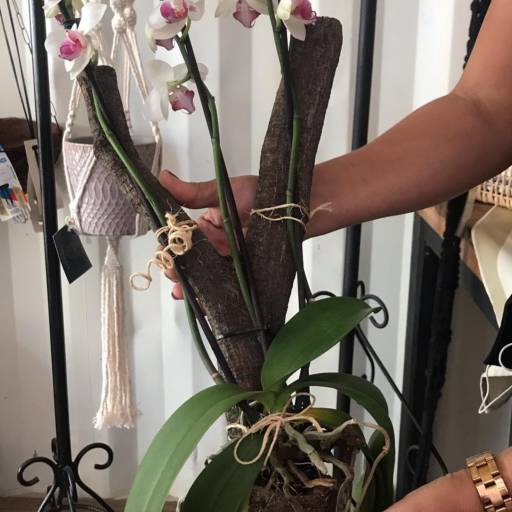 Orquídeas no Tronco em Americana, SP por Ferro & Flor Decoração e Paisagismo 