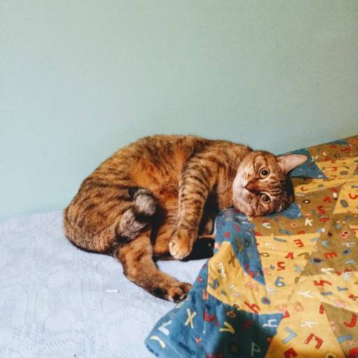 Hotel para Gatos em Atibaia, SP por Hotel da Vivi