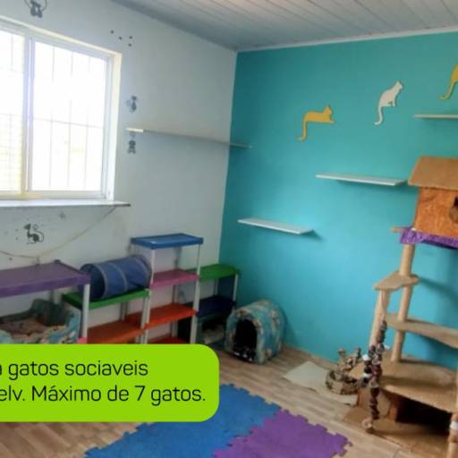 Hotel para Gatos em Atibaia, SP por Hotel da Vivi - Hotel para Cachorros e Hotel para Gatos em Atibaia