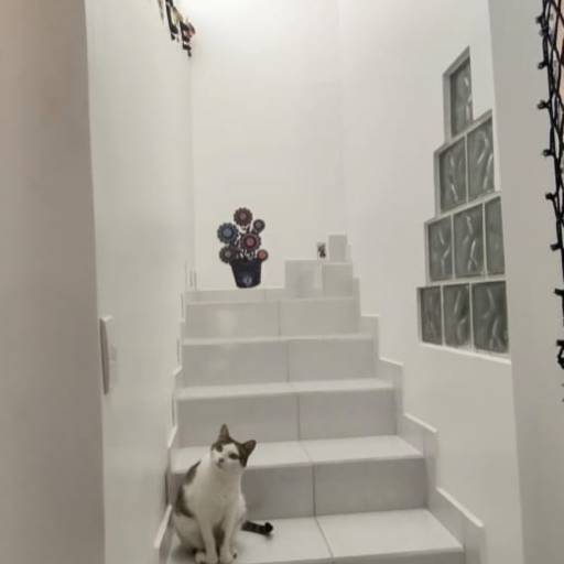 Hotel para Gatos em Atibaia, SP por Hotel da Vivi - Hotel para Cachorros e Hotel para Gatos em Atibaia
