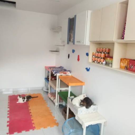 Hotel para Gatos em Atibaia, SP por Hotel da Vivi - Hotel para Cachorros e Hotel para Gatos em Atibaia