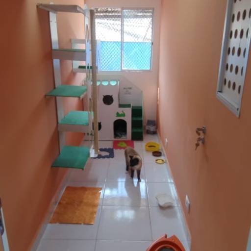 Hotel para Gatos em Atibaia, SP por Hotel da Vivi - Hotel para Cachorros e Hotel para Gatos em Atibaia