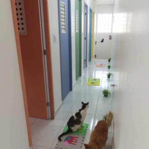 Hotel para Gatos em Atibaia, SP por Hotel da Vivi - Hotel para Cachorros e Hotel para Gatos em Atibaia