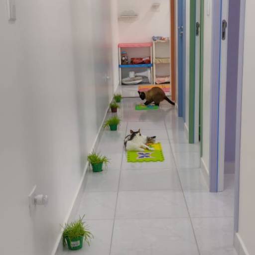 Hotel para Gatos em Atibaia, SP por Hotel da Vivi - Hotel para Cachorros e Hotel para Gatos em Atibaia