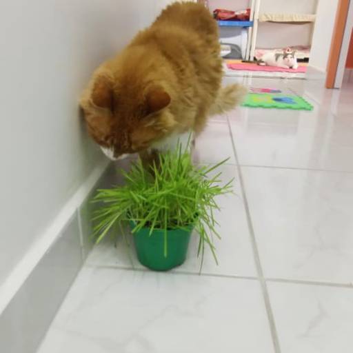 Hotel para Gatos em Atibaia, SP por Hotel da Vivi - Hotel para Cachorros e Hotel para Gatos em Atibaia