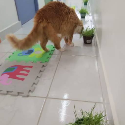 Hotel para Gatos em Atibaia, SP por Hotel da Vivi - Hotel para Cachorros e Hotel para Gatos em Atibaia