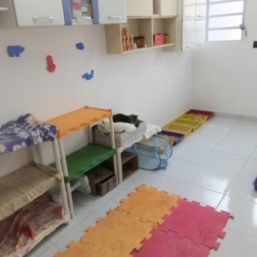 Hotel para Gatos em Atibaia, SP por Hotel da Vivi - Hotel para Cachorros e Hotel para Gatos em Atibaia