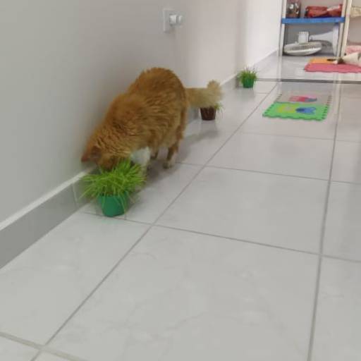 Hotel para Gatos em Atibaia, SP por Hotel da Vivi - Hotel para Cachorros e Hotel para Gatos em Atibaia