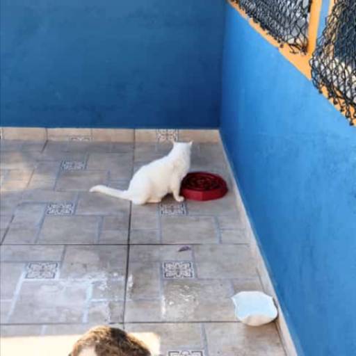 Hotel para Gatos por Hotel da Vivi Hotel para Cachorros e Hotel para Gatos em Atibaia