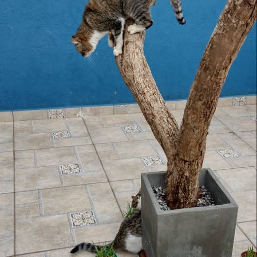 Hotel para Gatos por Hotel da Vivi Hotel para Cachorros e Hotel para Gatos em Atibaia