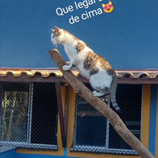 Hotel para Gatos por Hotel da Vivi Hotel para Cachorros e Hotel para Gatos em Atibaia