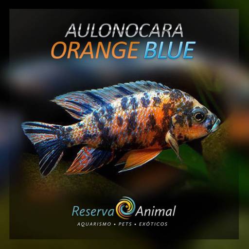Animais Exóticos é aqui na Reserva Animal