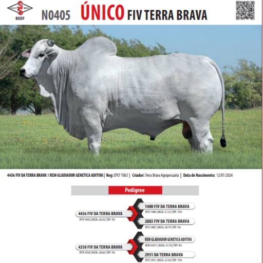 Touro Nelore Único FIV Terra Brava (N0405)