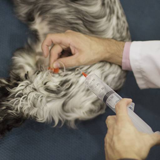 Ozonioterapia Veterinária em Tietê - Terapia Avançada para a Saúde do seu Pet por Policlínica Veterinária Batistuzzo