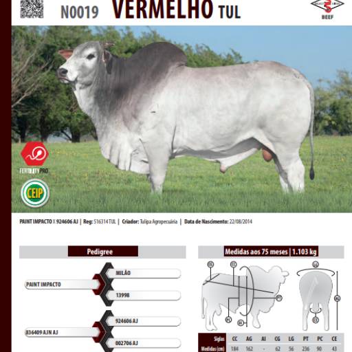 Touro Nelore Vermelho TUL (N0019)