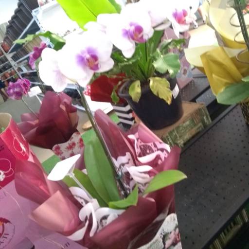 Presentes em Botucatu, SP por Botucatu Garden