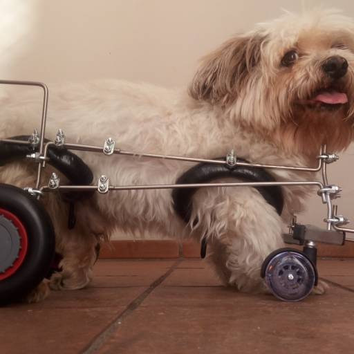 VetCar para 4 Membros