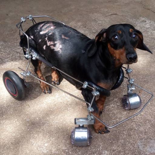 VetCar para 4 Membros por VetCar