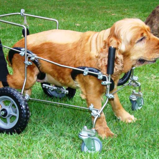 VetCar para 4 Membros por VetCar